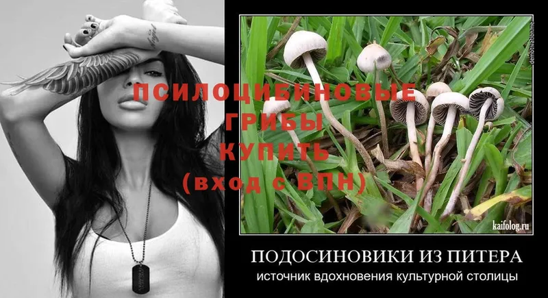 где можно купить наркотик  Заозёрск  Псилоцибиновые грибы MAGIC MUSHROOMS 